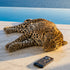 Golden Savage Designer iPhone-Hülle